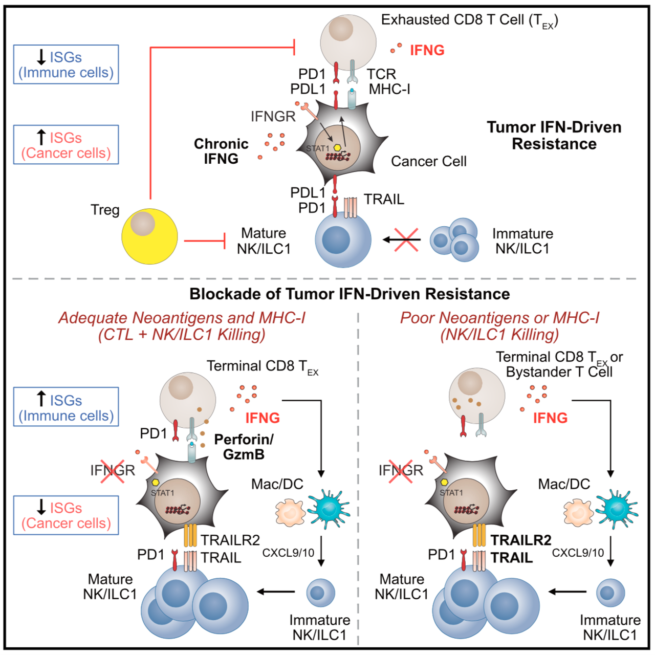 Fascinating paper describes how blocking tumour IFNg signalling can actually stimulate exhausted T cells to produce more IFNg & reject tumours with favorable antigenicity profiles
http://bit.ly/2AVuTia
Image: Benci et al. 2019