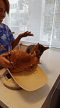 pangur-and-grim:why-animals-do-the-thing:xdixonxgrimesx:tastefullyoffensive:thenatsdorf:Hero cat sav