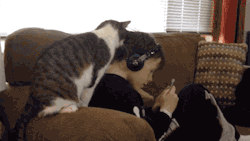 gifsboom:  This Cat Really Loves His Boy.