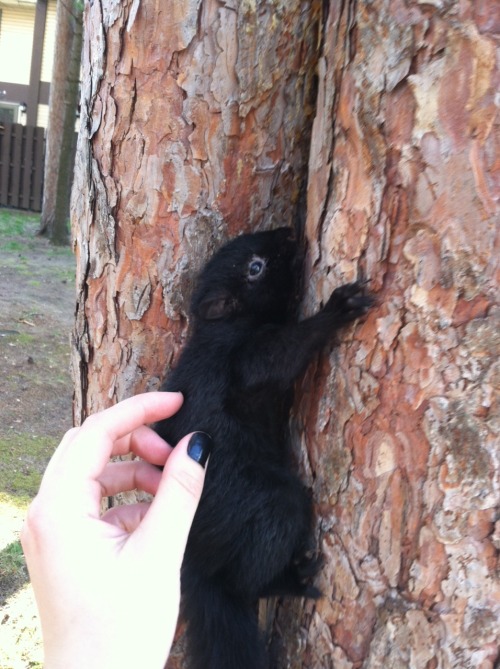 hellohalez0r:  Touched a baby squirrel