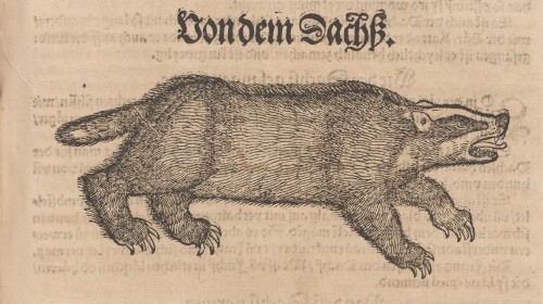 Badger from Conrad Gessner’s Thierbuoch (Zürich 1583).Source: Zentralbibliothek Zürich (Call No. AW 