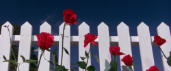 filmaticbby:  Blue Velvet (1986) dir. David