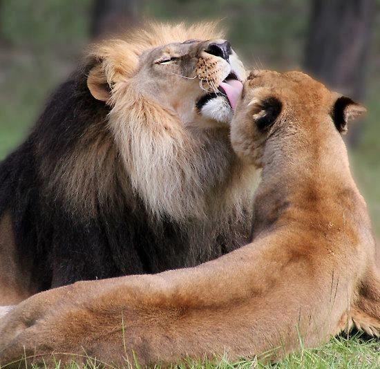 The Heart of the Lion