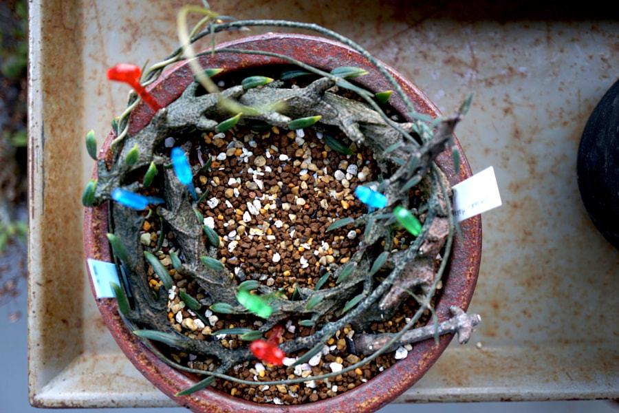 樹冠 Ceropegia Gikyi Bosseri Simoneae Madagascar