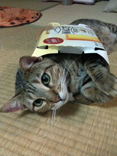 pinetacat:昔の。