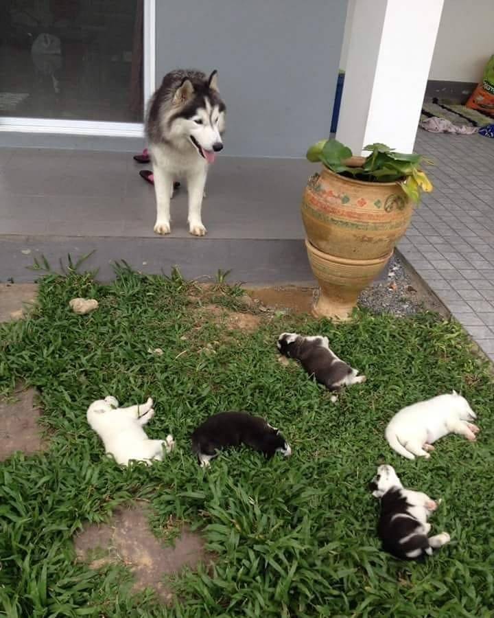oooooooo:When you partied too hard last night, now you gotta clean up the litter