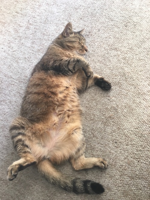 unflatteringcatselfies:  Rosie looks like she’s hula dancing when she sleeps