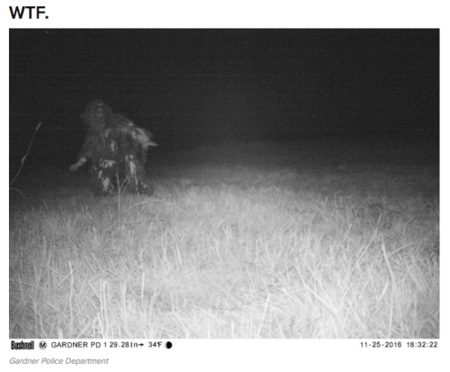 fat-mabari: buzzfeed:  weirdbuzzfeed: Police Set Up A Camera In Kansas To Find A Mountain Lion And WTF Is Happening For their part, the Gardner police said in a Facebook post that they thought it was pretty damn funny. “We would like to sincerely thank