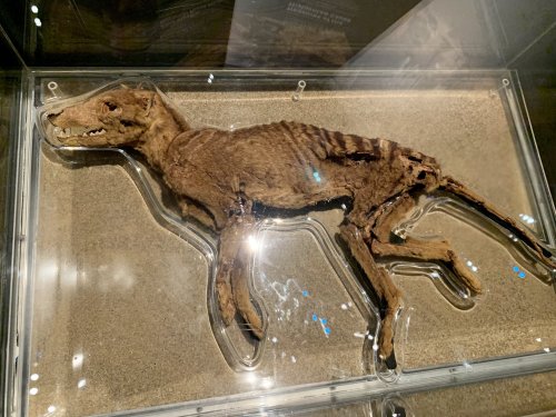 This Mummified Thylacine Was Discovered In A Cave On The Nullarbor Plain Of Southern Australia In 1966.