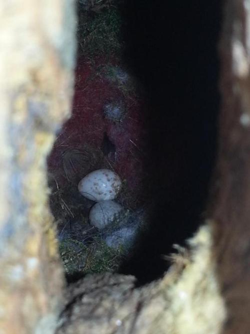 More work photos, a rhinoceros beetle grub, greater tit’s nest (with some unhatched eggs), mys