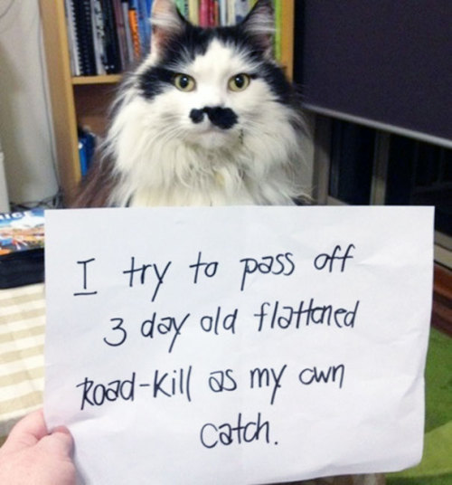 letslivlavlaf:Guilty Cats Confessing For Their Crimes