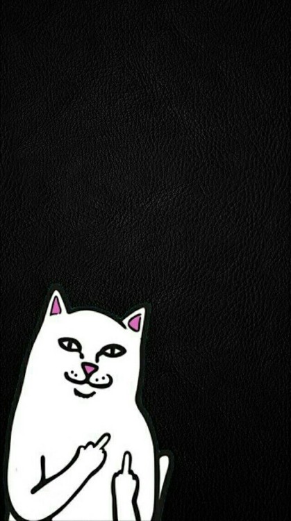 Wallpapers Cat ღ