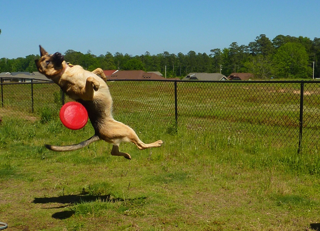 twinfeather:  my sister’s dog is so graceful and athletic