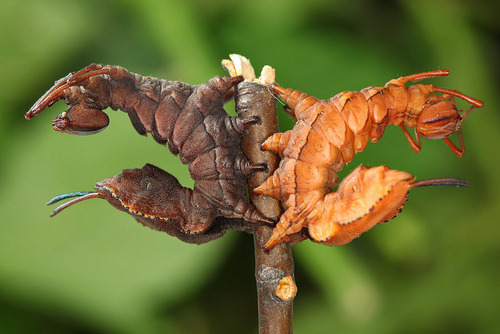 libutron:Lobster MothStauropus fagi (Notodontidae), better known as the Lobster moth, is the co