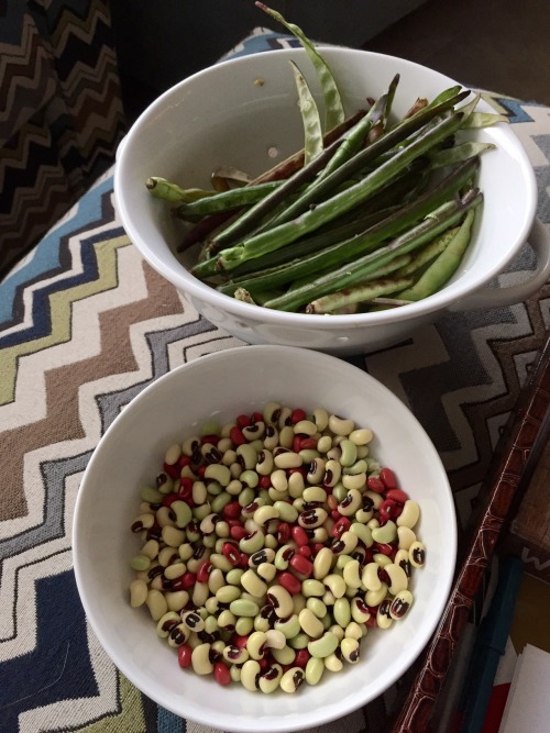 rachelzedd:Cowpeas! We’ve now had three small harvests of young cowpeas so far! We’re growing two 