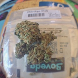 coralreefer420:  #Chocolope CoralReefer420.com/strains