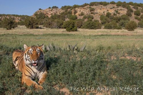 justmelagain:One of 35 Tigers rescued from the Tiger King Park in Oklahoma that now lives in a large