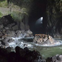 Sea Lion Caves were discovered in 1880 by