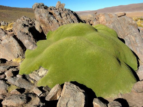 Yareta (Azorella compacta) Grows at altitudes of between 3200 and 4500 meters. The pink or lavender 