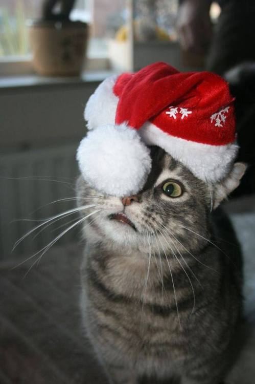 christmascolon:(Cat is ready for Christmas - Imgurから)