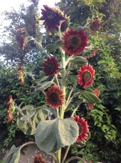 dreadedgrape:  Purple sunflowers from my