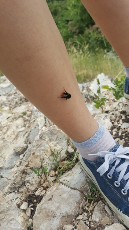 Me and my friend went on a hike! Made a little bee friend