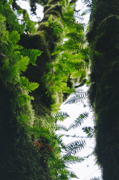 Maple Ferns