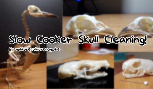 vultureculturecoyote: vultureculturecoyote: Fast Skull/Bone Cleaning Tutorial! Finnaly got to making
