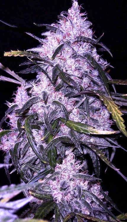 smokeshop:  beautiful weed! 