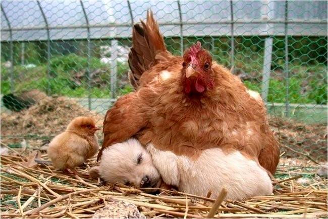 awwww-cute:  Not sure if this particular egg is gonna hatch (Source: http://ift.tt/2hcrX4Z)