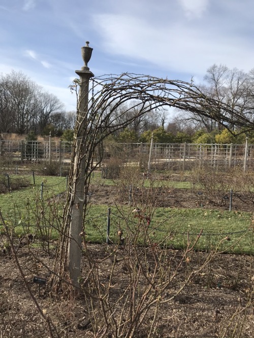 the rose garden in winter 