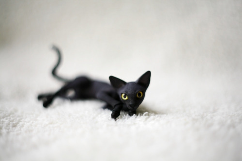 comradewodka:  chariteatime:  mermeanie:  these bjd kitties by Oleum are fuckin’ ridikkulus! photos by Oso_Polar EDIT: the artist has ordering info on her LJ here:  http://oleum-13.livejournal.com/120104.html  Holy crap.  usually bjds super creep me