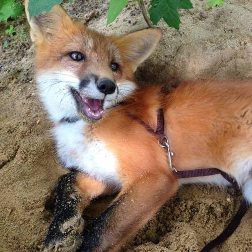 SAND!!!Woody the Fox