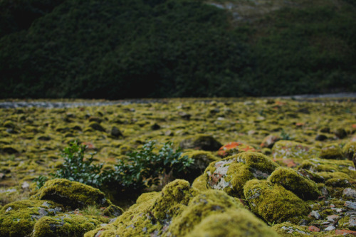 photographybywiebke:Mossy stones in a glacier valley