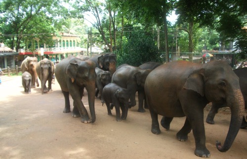 elephants-and-paradise:  yes real elephants walking through the town right next to me!! eek at the c