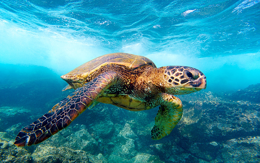 wolverxne:  Green Sea Turtle - Big island, Hawaii, USA - by: (Jon Cornforth) 