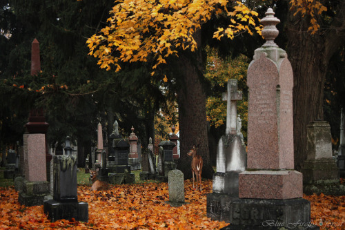 firefly-in-repair: Just some of the many deer I saw in the cemetery this morning :)