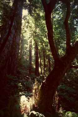 umq:  Muir Woods :: (Jeremy Johnson) 