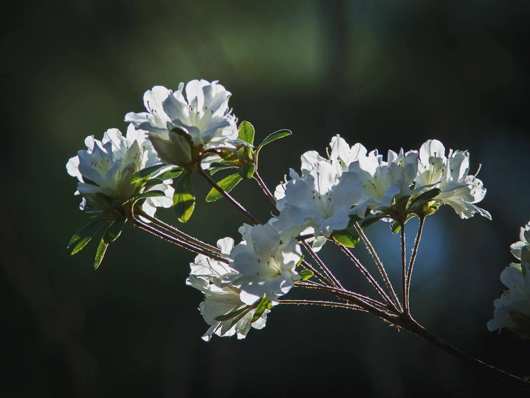 bobpilzwnc: Azalea in our garden backlit by the rising son.
#azalea #azaleas #flower #flowers #flowermagic #floweroftheday #flowerphotography #wnc #wnclife #asheville #backlight #backlit #panasonicgh4 #panasonic #gh4 via: http://ift.tt/1Yx382A