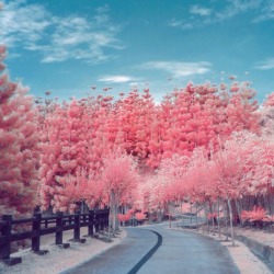 sixpenceee:  Spring enhanced by infrared