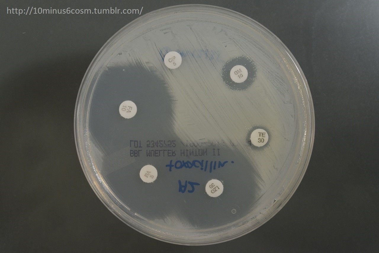 Staphylococcus pseudintermedius. Coloured scanning electron micrograph  (SEM) of Staphylococcus pseudintermedius bacteria. These Gram-positive  cocci (s Stock Photo - Alamy