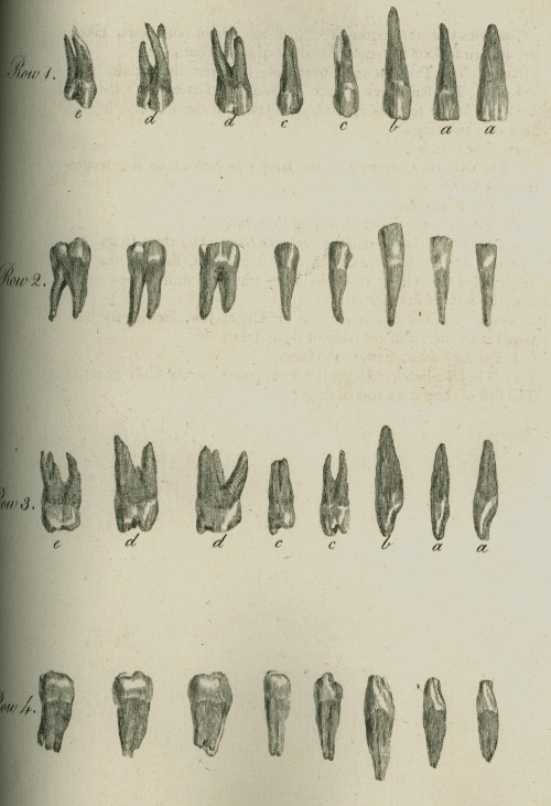 ri-science:  The Natural History of the Human Teeth by John Hunter F.R.S., 1771 Royal Institution Rare Book Collection This book aimed to explain the structure, use, formation, growth and disease of teeth. It was compiled by John Hunter (1728-1793) a