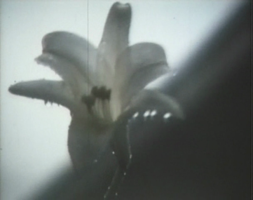 unangeapasse: につつまれて (Embracing)Naomi Kawase, 1992