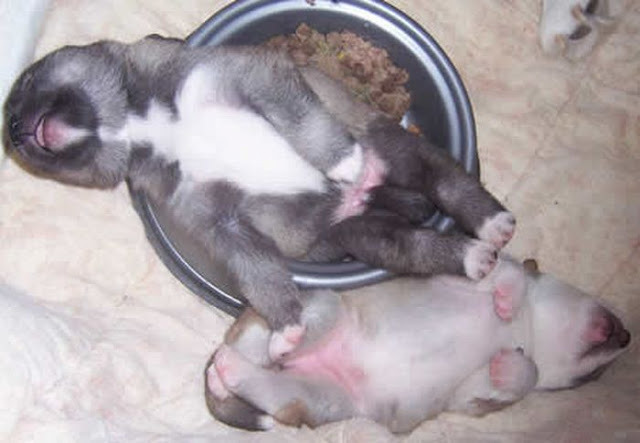 inspector-pervert:  quecaigaelsistema:  milkywaywhite:  Dogs falling asleep in their