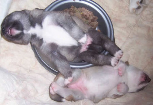 inspector-pervert: quecaigaelsistema: milkywaywhite: Dogs falling asleep in their food The best phot