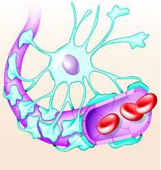 Blood-brain barrier repair after stroke may prevent chronic brain deficits