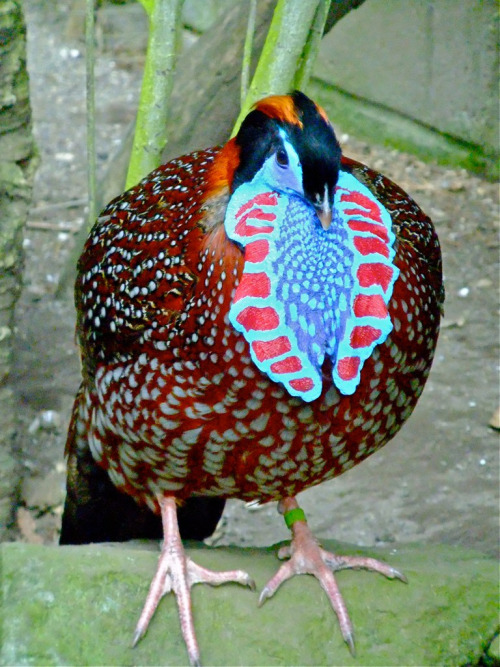 loneliii-aura:dimetrodone:Galliformes are just sparklechickens@lotsandlotsofbirds