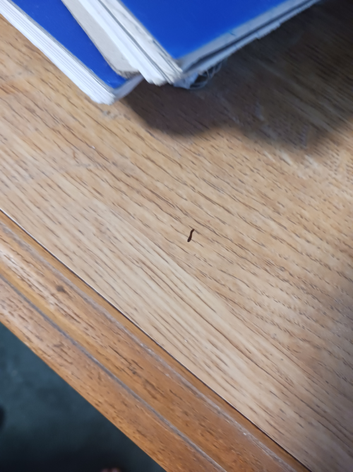@someone-news Haha It's Our Ant Child :)