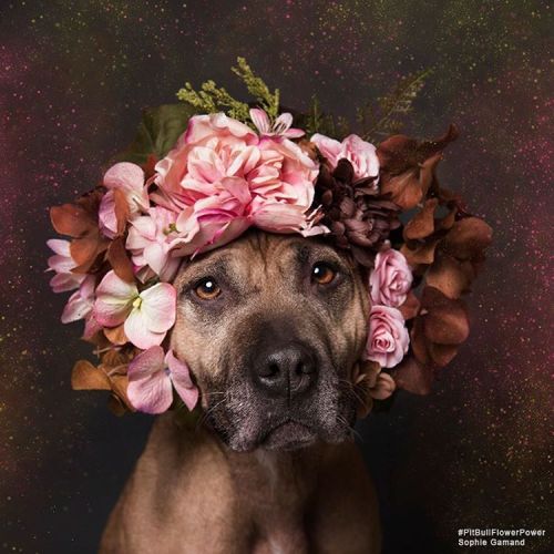 culturenlifestyle:  French Photographer Stands Up For Animal Rights Through “Pit Bull Flower Power” Project Sophie Gamand is a French photographer and animal rights advocate based in New York city. Since 2010, her award-winning work has focused on