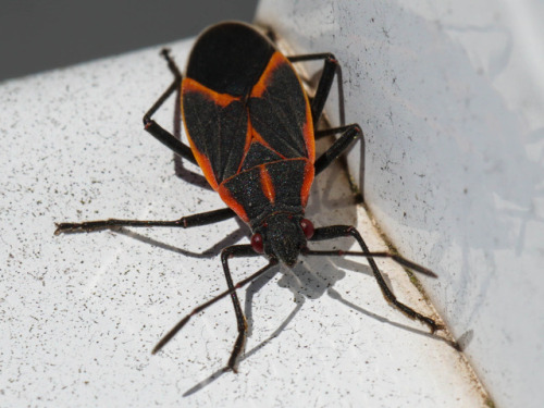 Finally the weather is warming up and the bugs are coming out. This Boxelder bug (Boisea trivittata